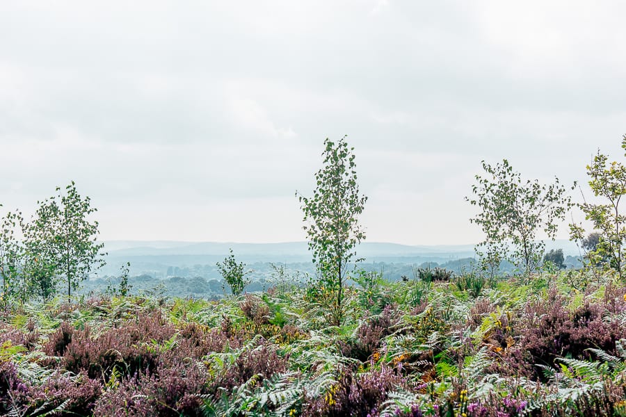 Flowering heather in heathland landscape