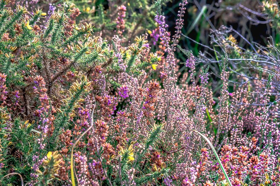 Flowering and fading heather