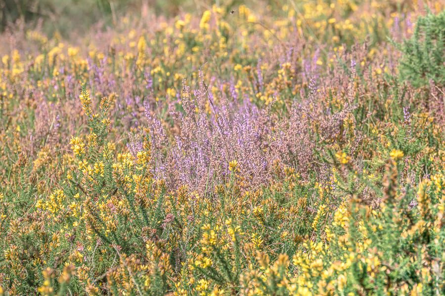 Heather and gorse flowering on heathland