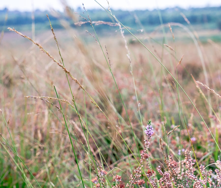 Heather among grasses on heathland