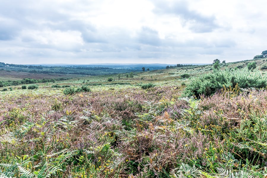 Misbourne Valley heathland Ashdown Forest 