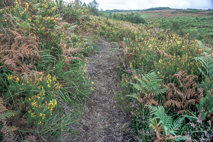 Path amid heather fern and gorse