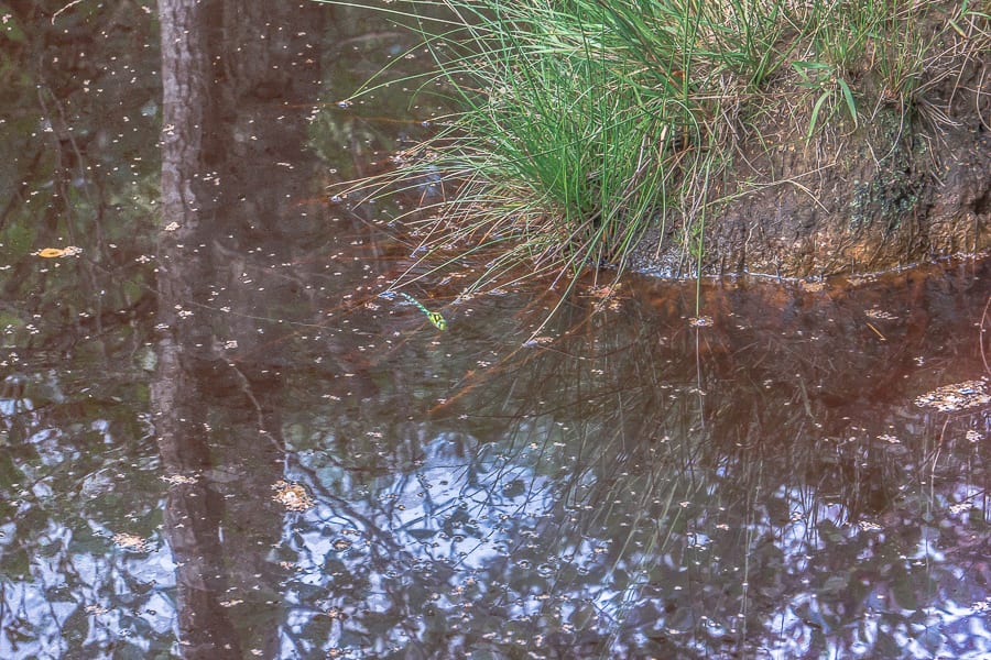 Water pond with dragonfly