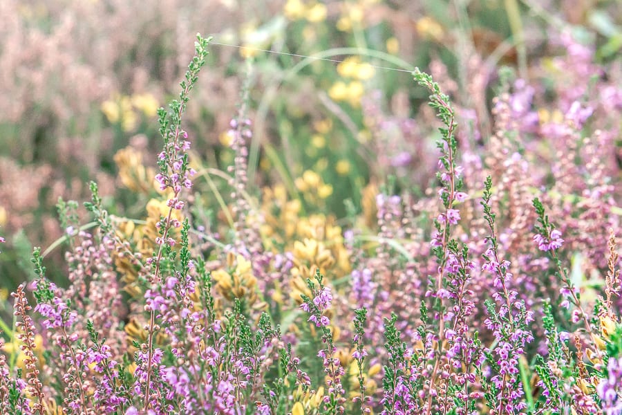 Web silk linking heather stems