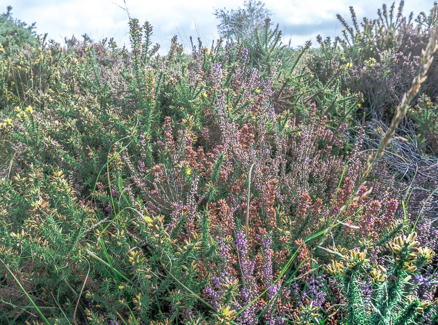 Heather and gorse