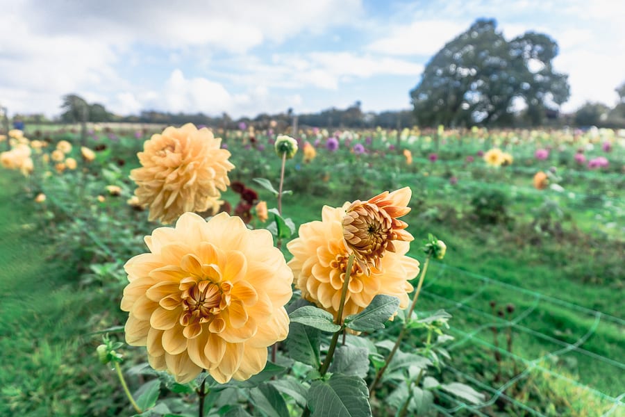 West Sussex Withypitts Dahlias