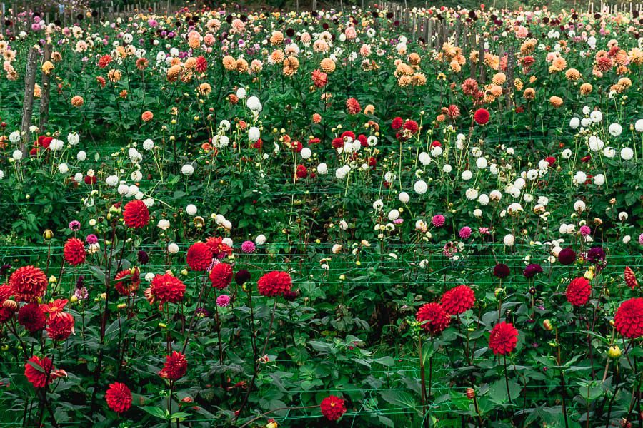 Withypitts field of dahlias