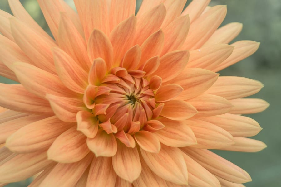 Withypitts peach dahlia