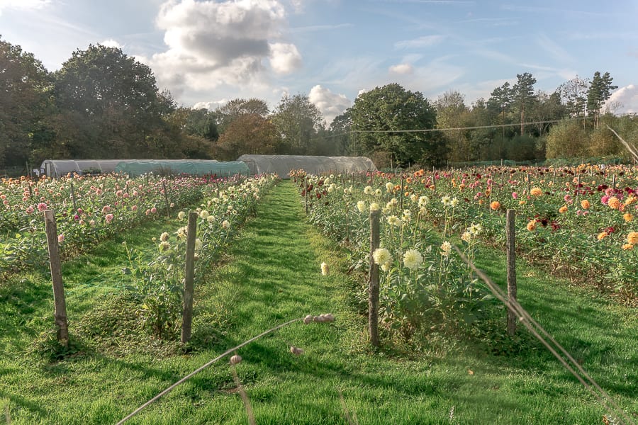 Withypitts Dahlia farm