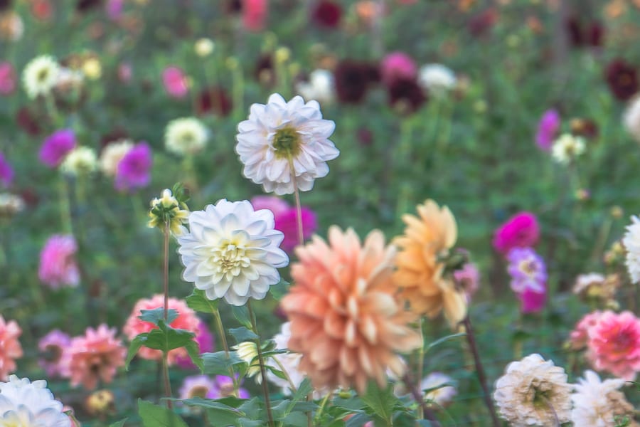 Withypitts Dahlia varieties