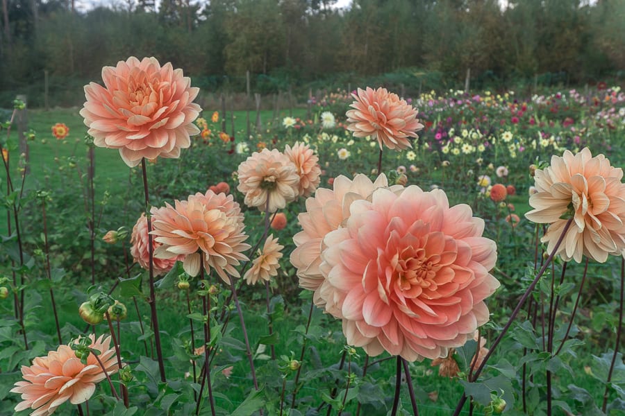 Withypitts peach coloured dahlias