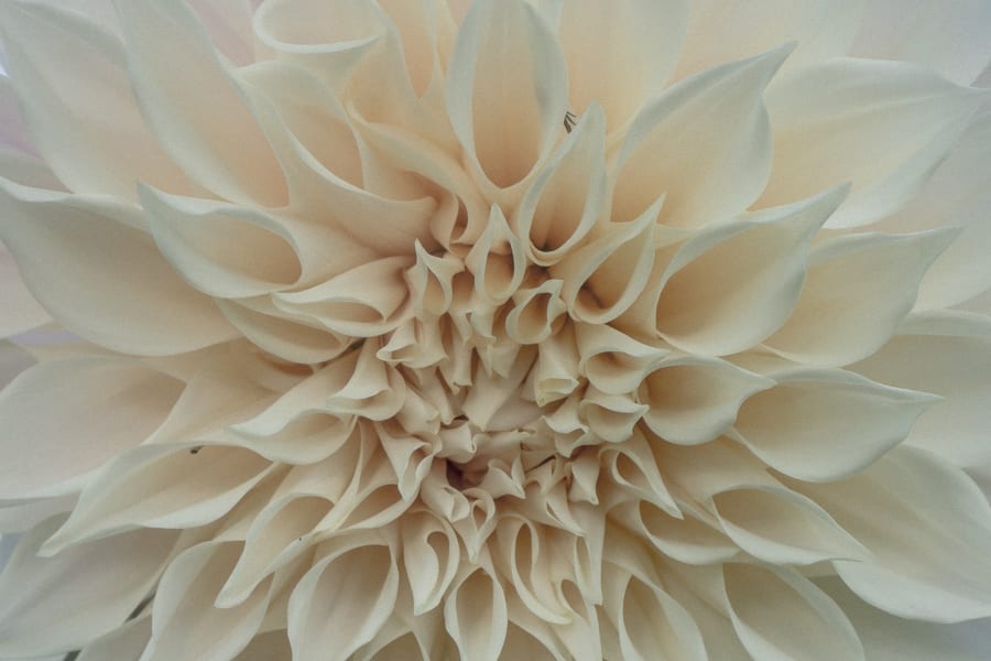 Dahlia cafe au lait