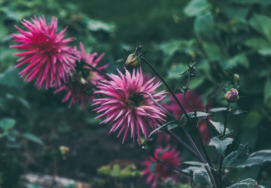 Dahlias pink purple