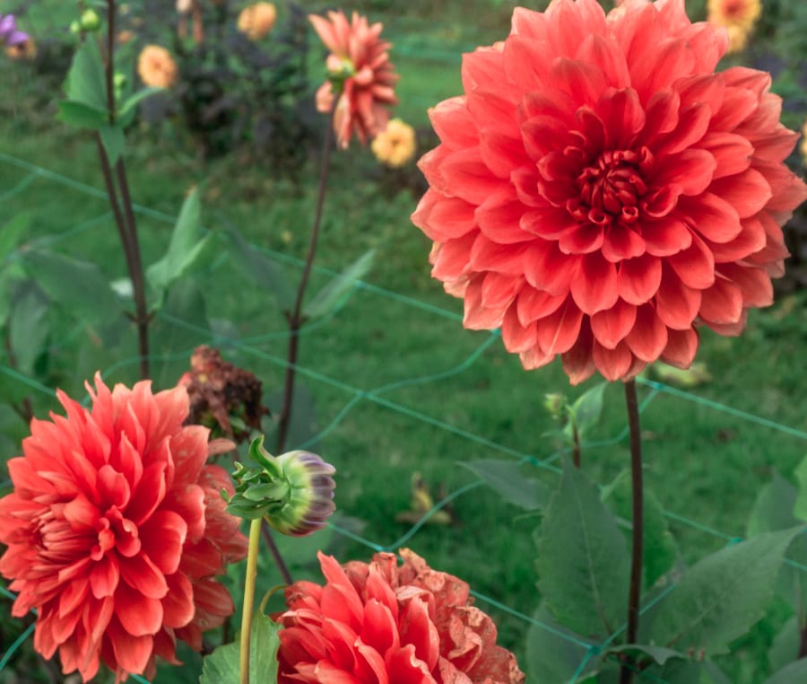 Withypitts red dahlias