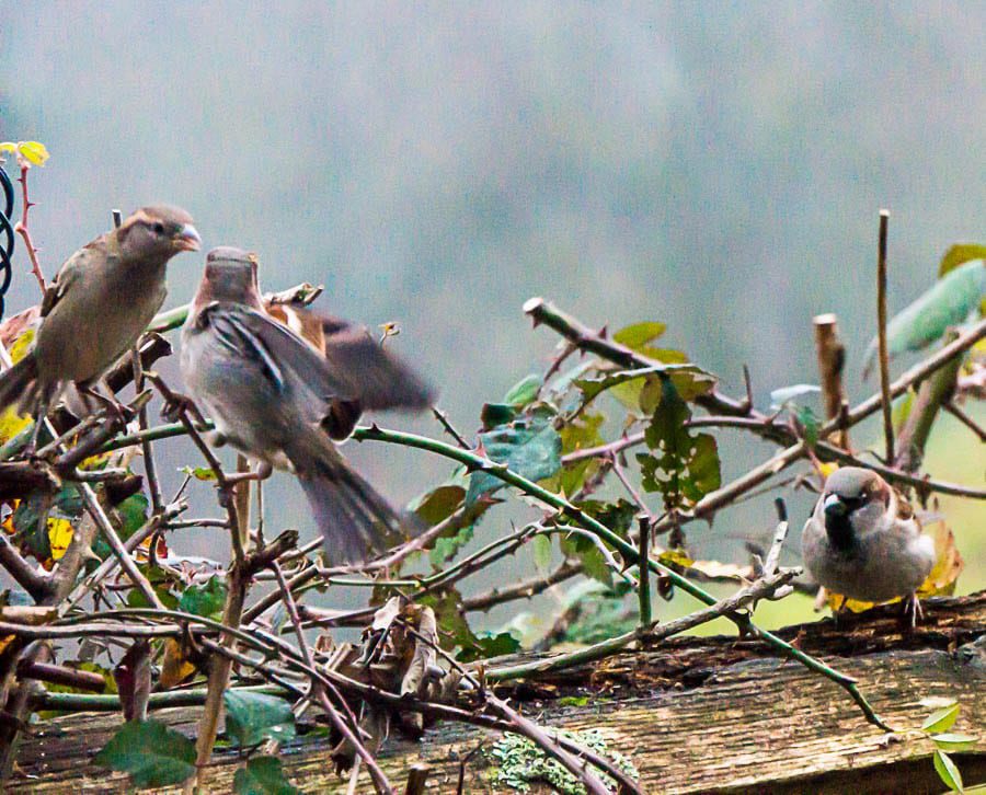 Winter garden Birds Chaffinch and house sparrow