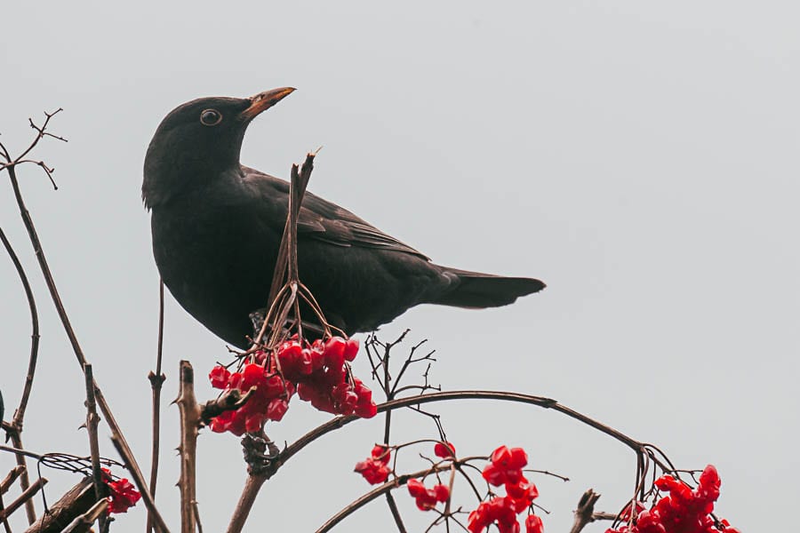 Blackbird on guelder roses