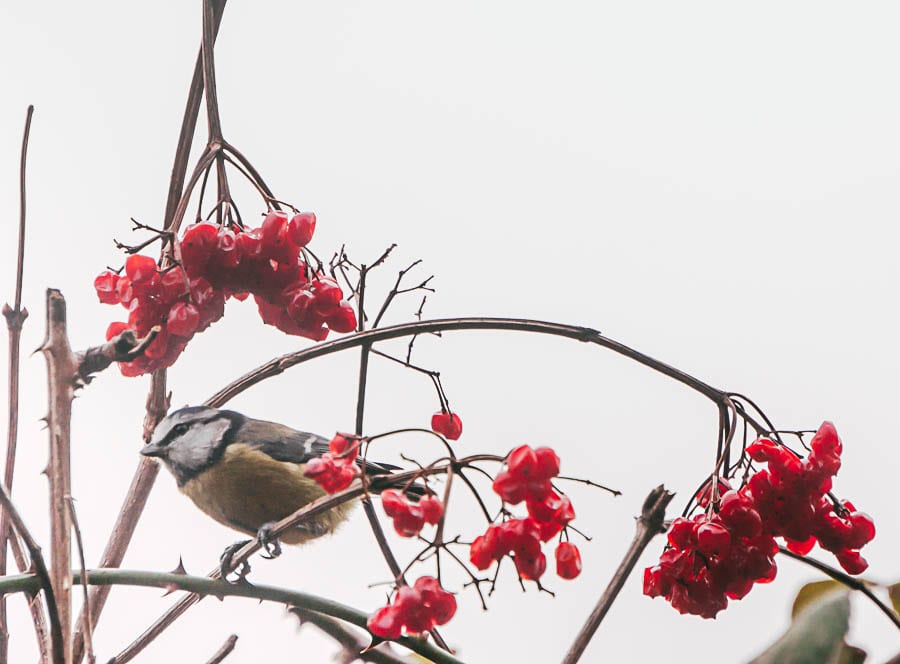 Winter Garden Birds Blue tit guelder roses