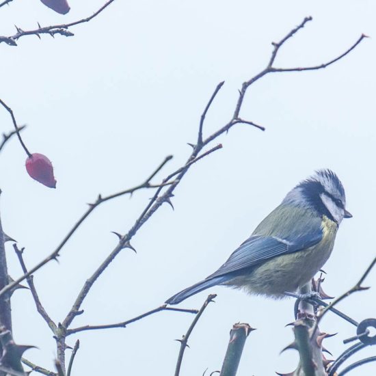 Blue tit mist hedgerow