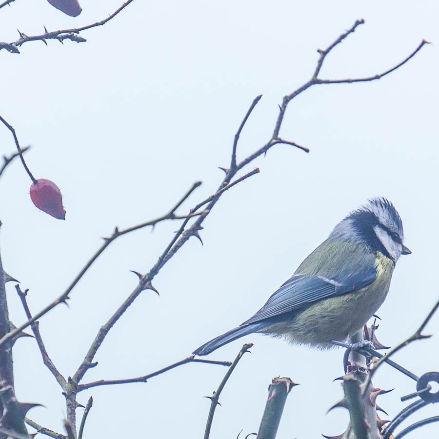 Blue tit mist hedgerow