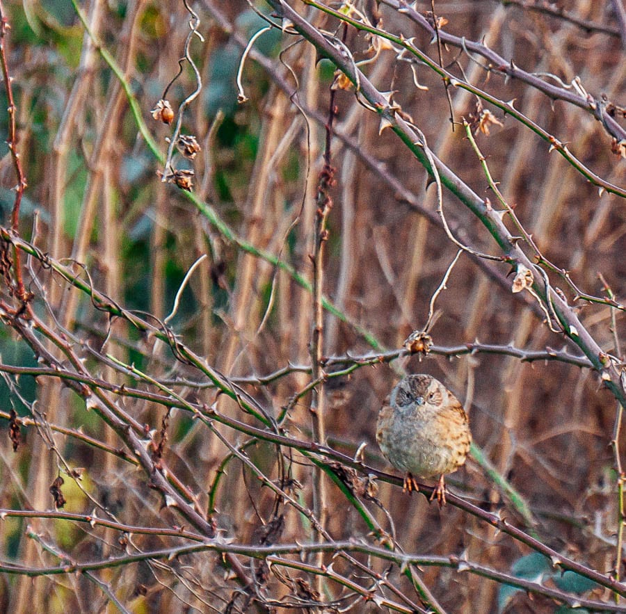 Dunnock hedgerow