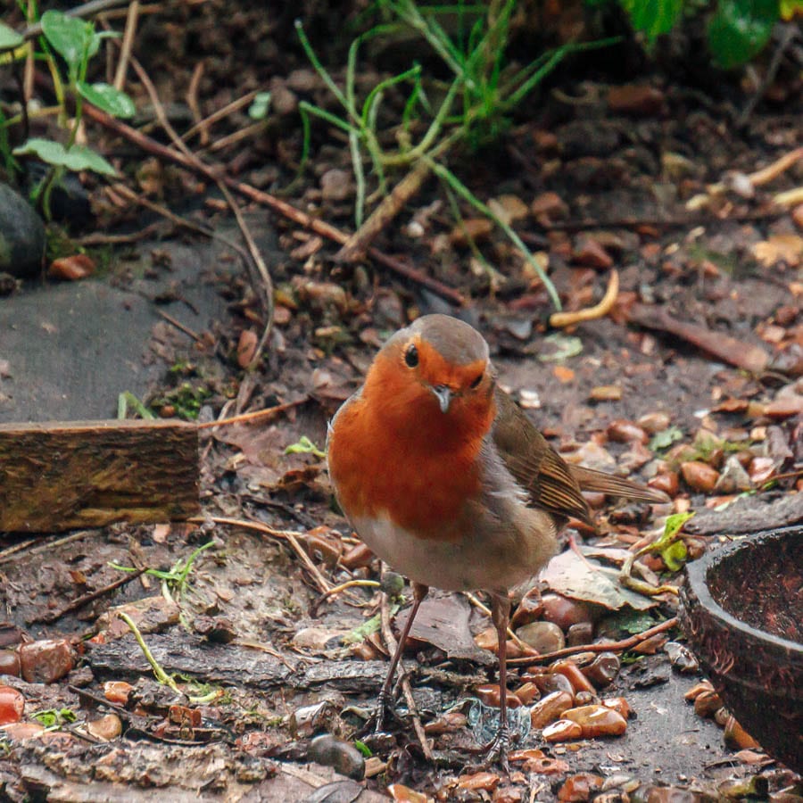 Winter Garden Birds Robin