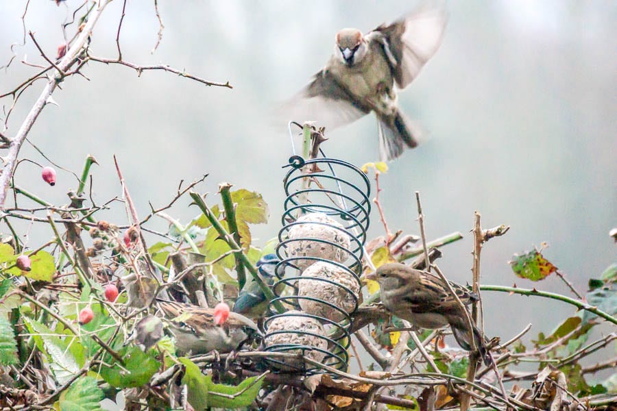 Sparrow landing on feeder 