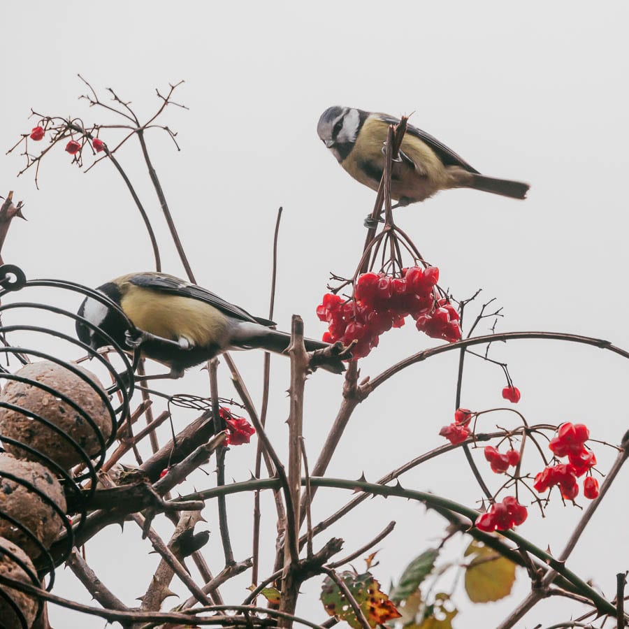 Winter garden birds Tom tits