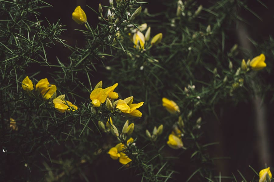 Wild flower path Gorse