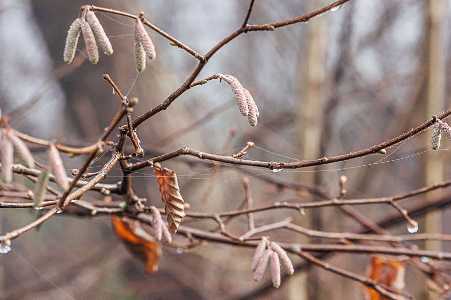 Wild flower path tree hazel catkins