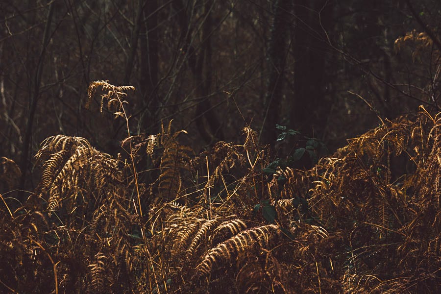 Wild flower path dead copper fern