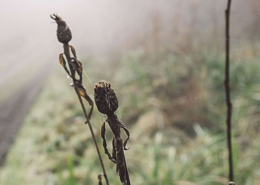 Wild flower path dead thistle