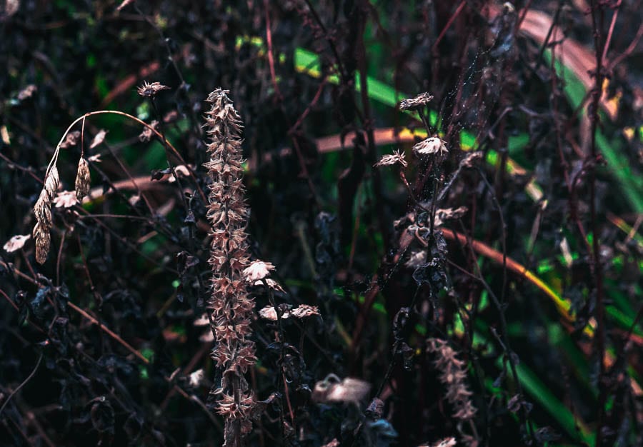 Wild flower path dead wild flowers