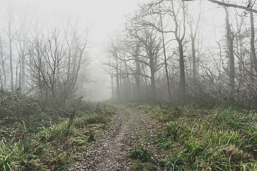 Wild flower path marsh plants