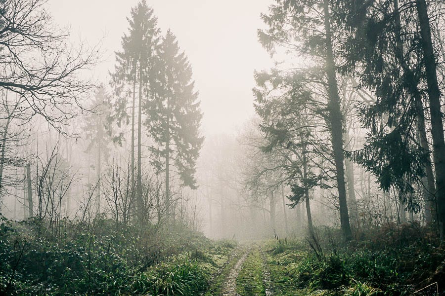 Wild flower path mist and trees