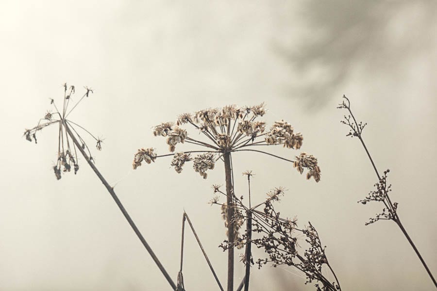 Wild flower path mist silhouettes