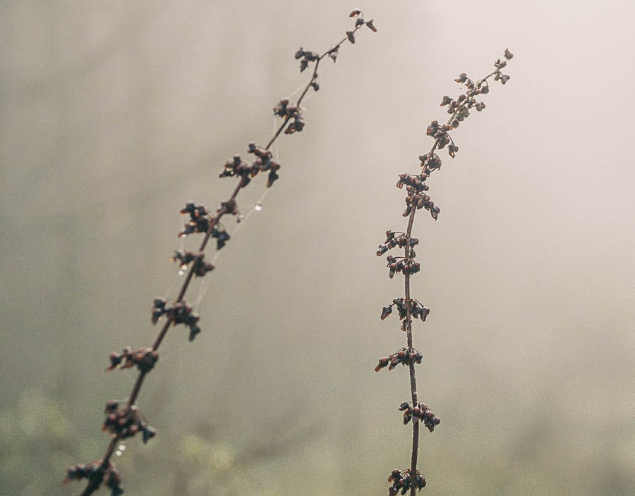 Wild flower path Winter January Mist