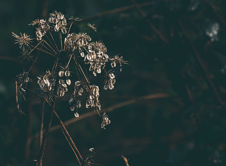 Wild flower path umbel seeds shadows