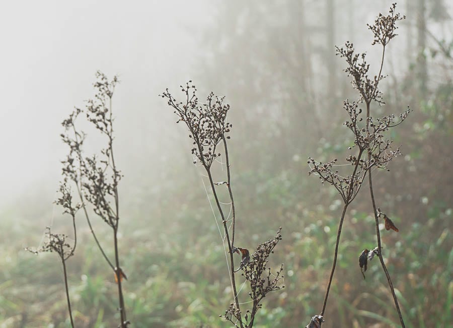 Wild flower path webs and mist