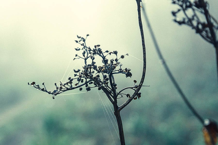 Wild flower path webs