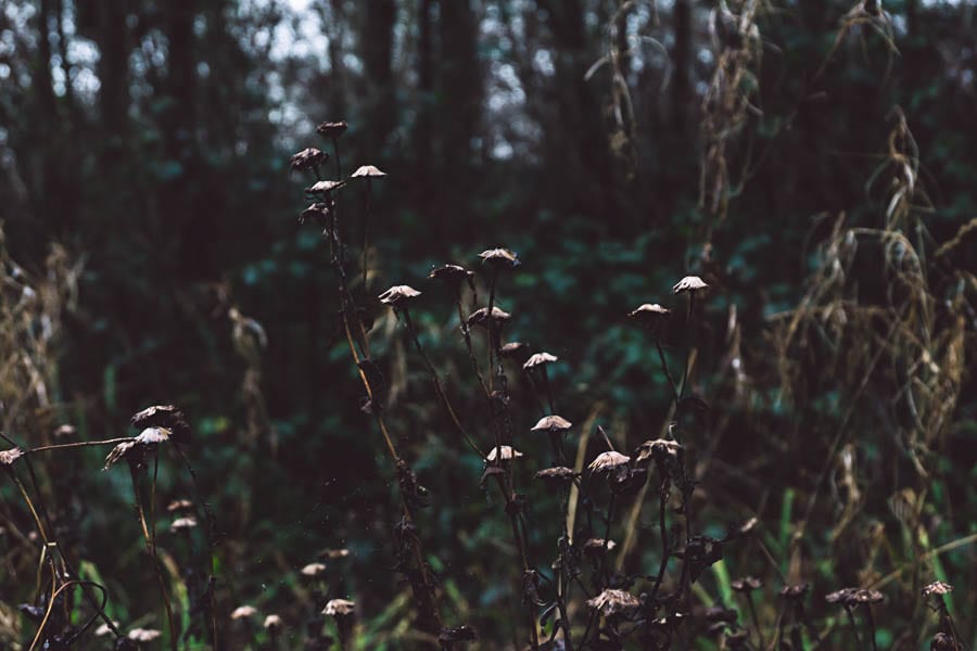 Wild flower path winter groundsel wild flowers