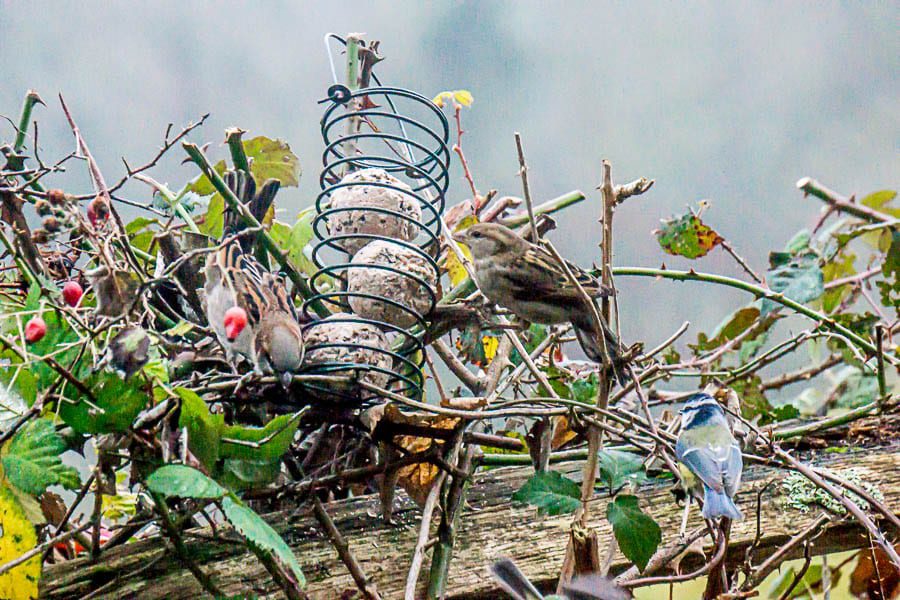 Winter garden birds at bird feeder