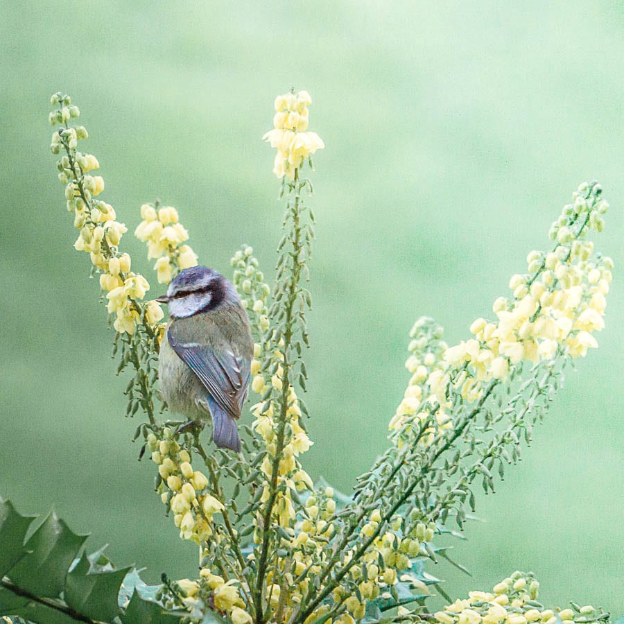 Winter garden birds blue tit mahonia