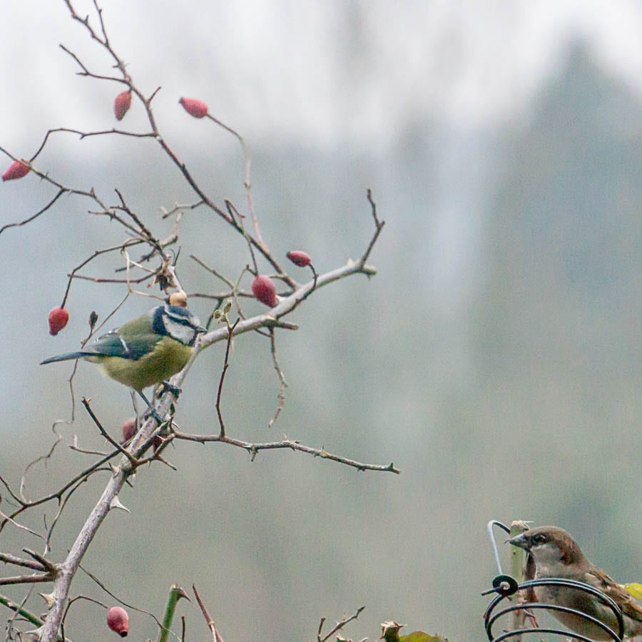 Winter garden birds blue tit rosehips sparrow