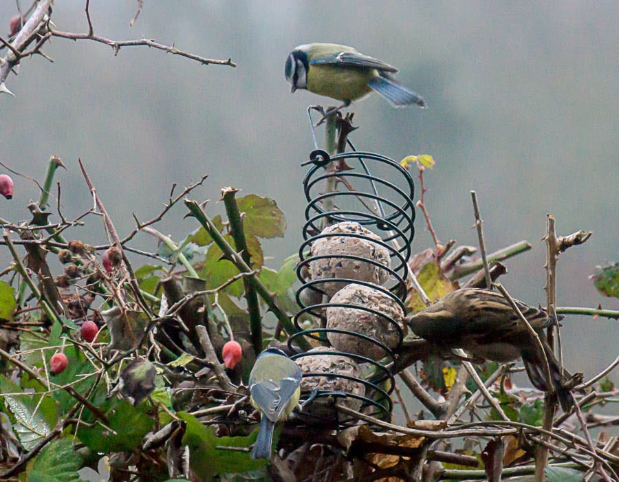 Winter garden birds blue tits house sparrow