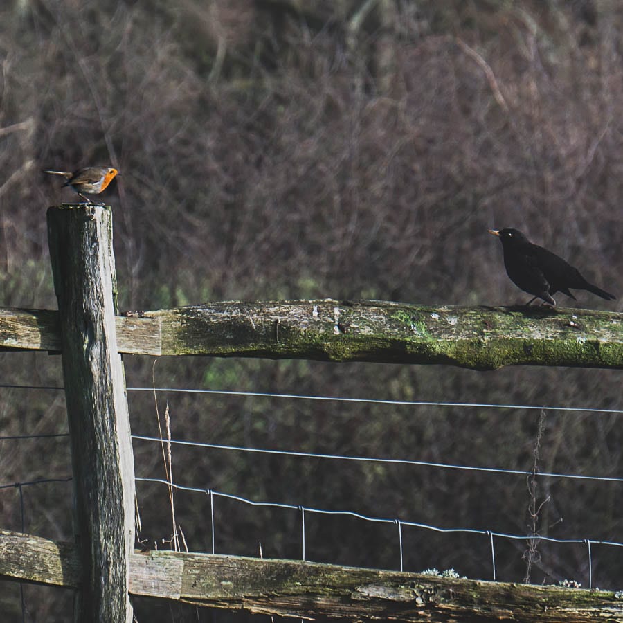 Winter garden birds robin blackbird