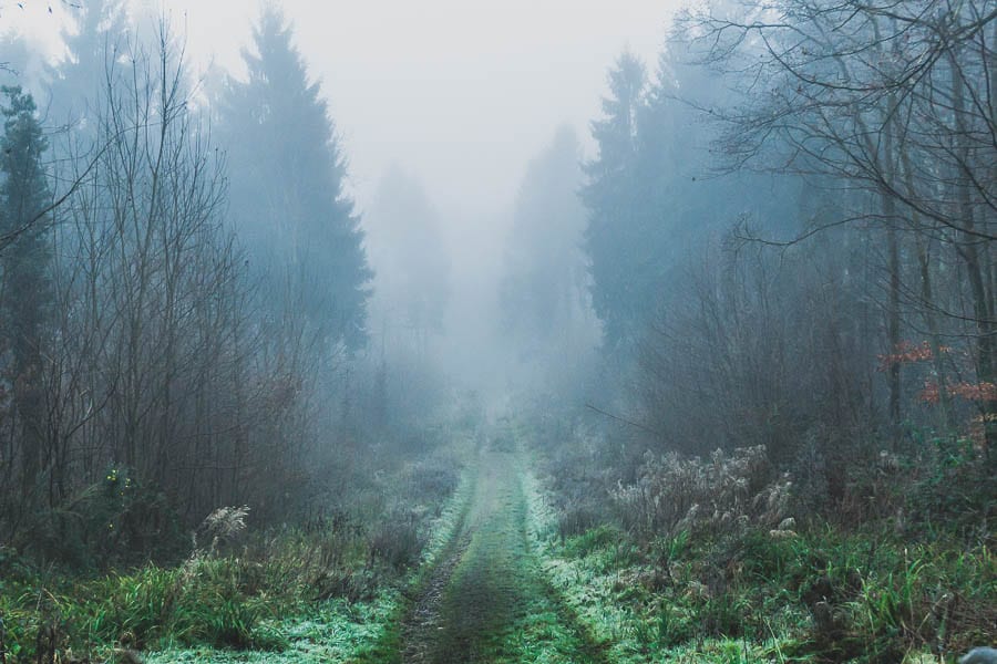 Wild flower path Winter January Mist