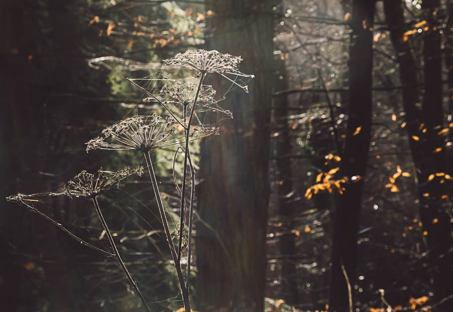 Woods wild flowers spider webs