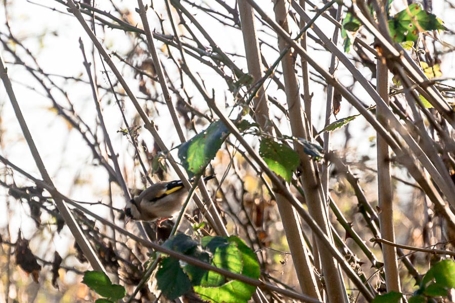 Winter garden birds goldfinch in hedgerow