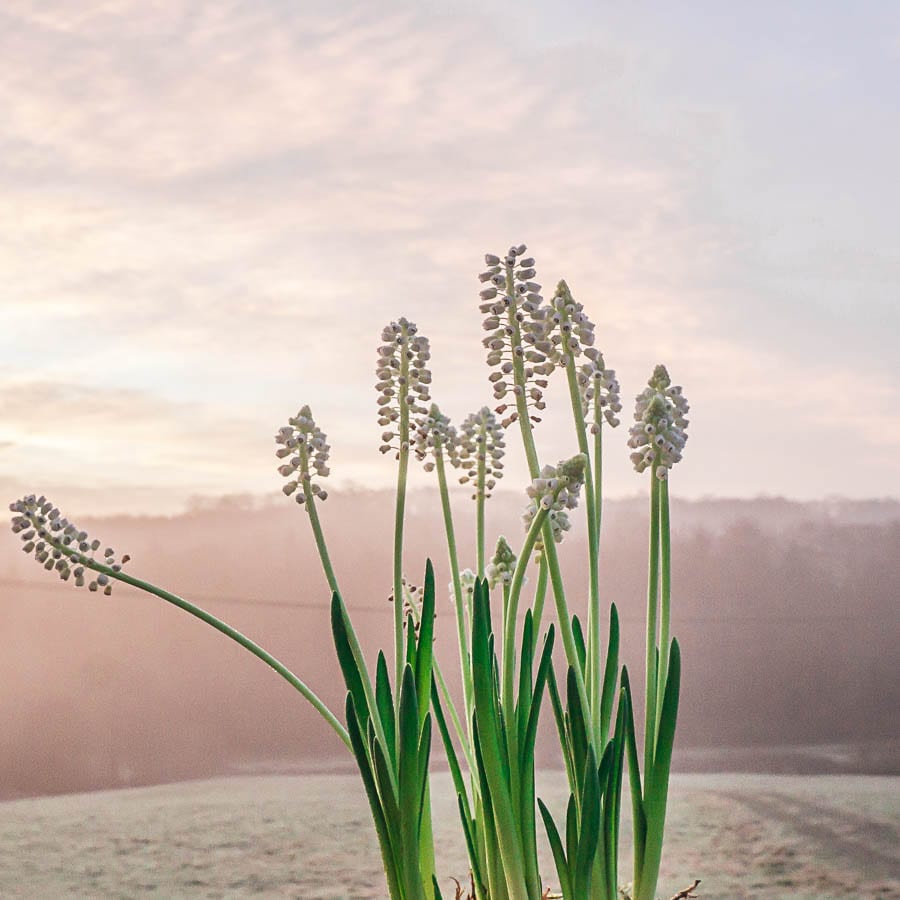 White muscari at sunrise