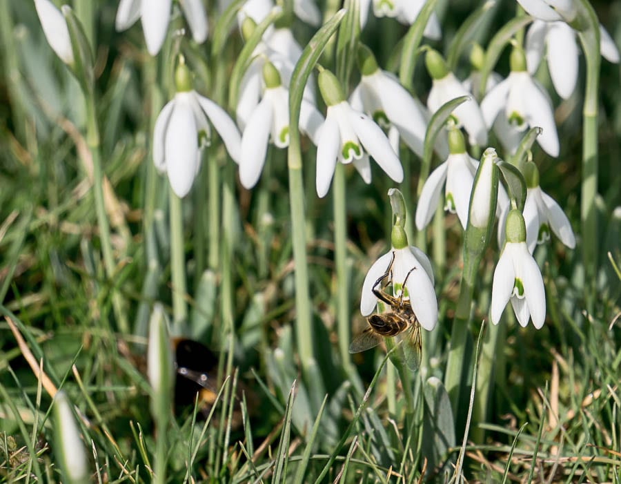 Snowdrop facts beeds and nectar